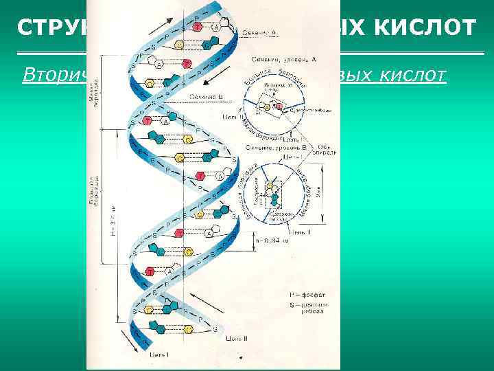 СТРУКТУРА НУКЛЕИНОВЫХ КИСЛОТ Вторичная структура нуклеиновых кислот 