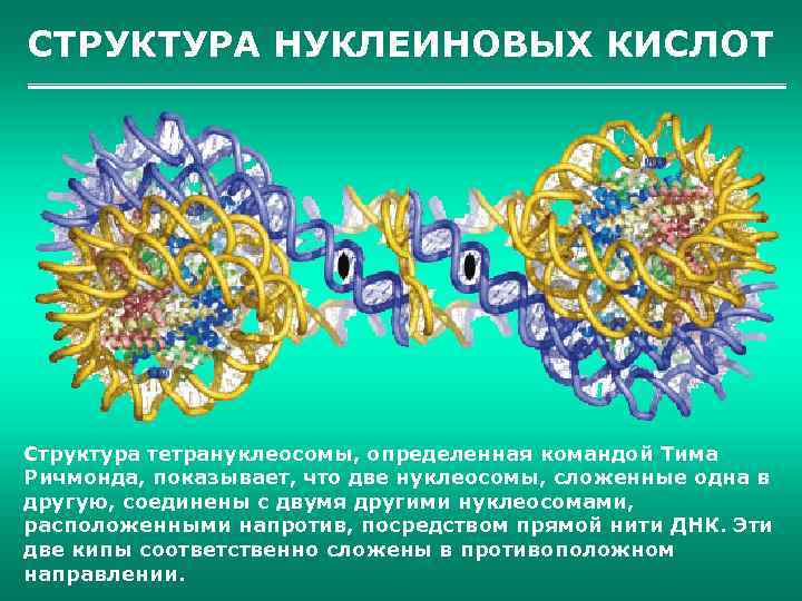 СТРУКТУРА НУКЛЕИНОВЫХ КИСЛОТ Структура тетрануклеосомы, определенная командой Тима Ричмонда, показывает, что две нуклеосомы, сложенные
