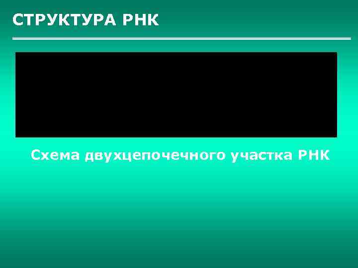 СТРУКТУРА РНК Схема двухцепочечного участка РНК 