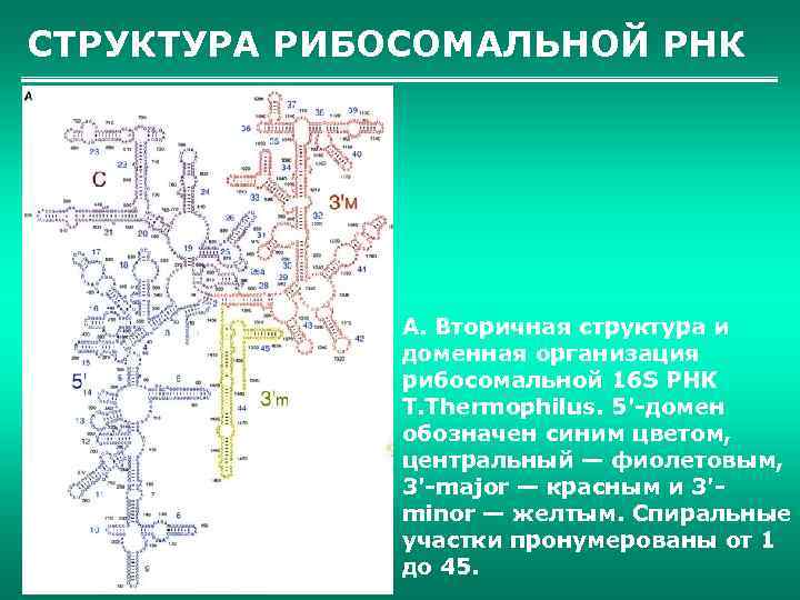 СТРУКТУРА РИБОСОМАЛЬНОЙ РНК А. Вторичная структура и доменная организация рибосомальной 16 S РНК T.