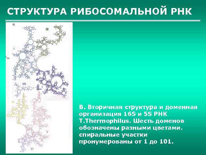 СТРУКТУРА РИБОСОМАЛЬНОЙ РНК B. Вторичная структура и доменная организация 16 S и 5 S
