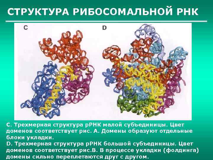 СТРУКТУРА РИБОСОМАЛЬНОЙ РНК C. Трехмерная структура р. РНК малой субъединицы. Цвет доменов соответствует рис.