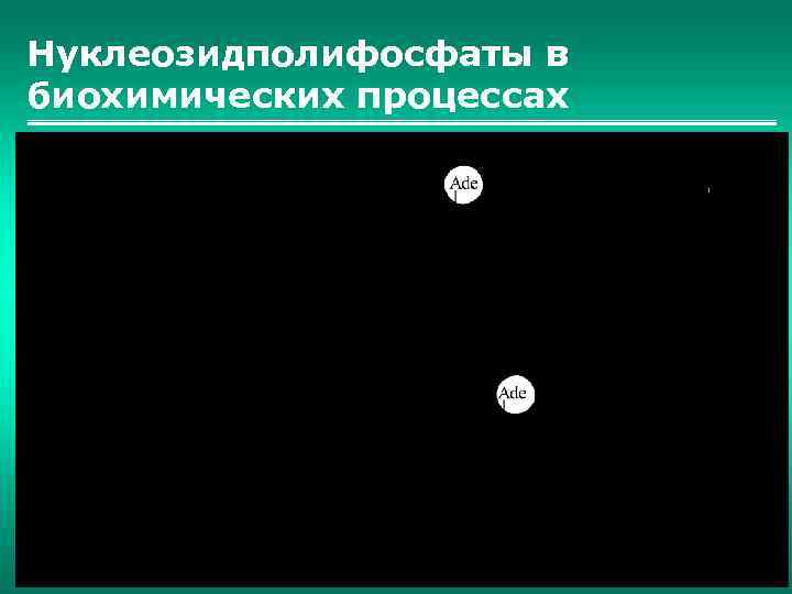 Нуклеозидполифосфаты в биохимических процессах 