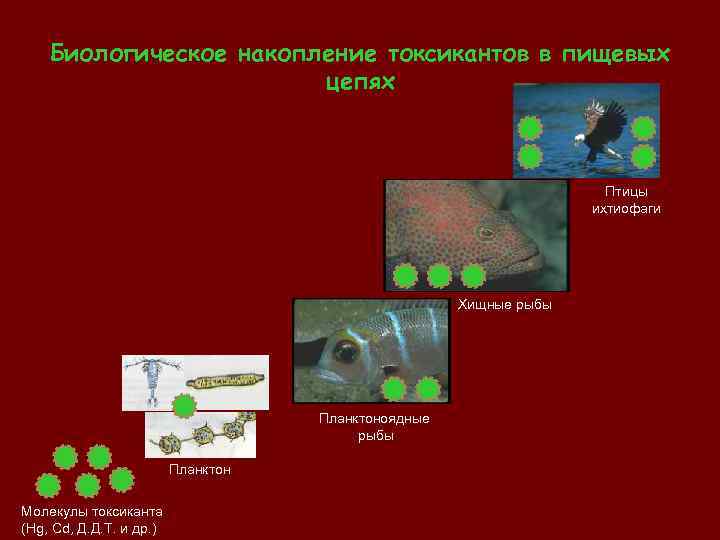  Биологическое накопление токсикантов в пищевых цепях Птицы ихтиофаги Хищные рыбы Планктоноядные рыбы Планктон