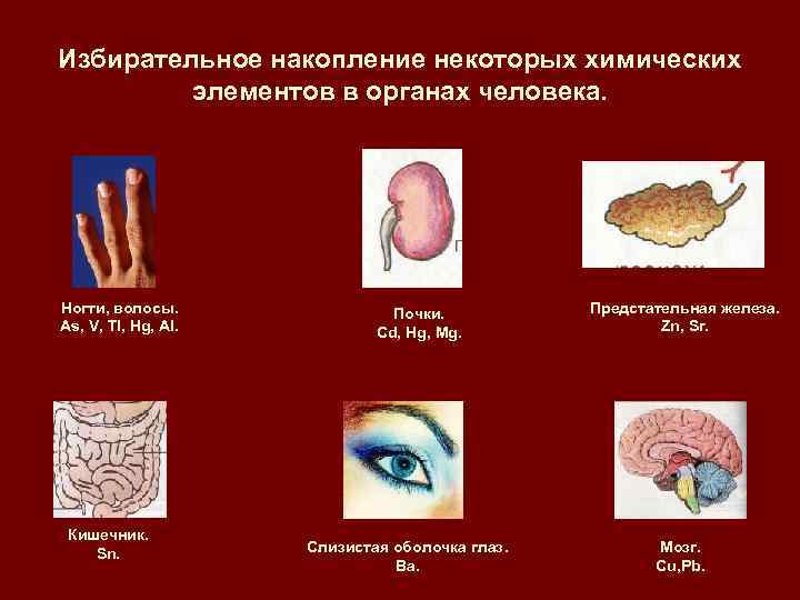 Избирательное накопление некоторых химических элементов в органах человека. Ногти, волосы. Почки. Предстательная железа. As,
