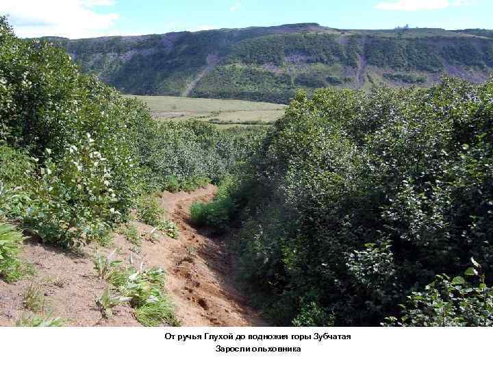 От ручья Глухой до подножия горы Зубчатая Заросли ольховника 