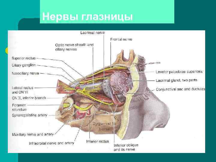 V — тройничный нерв, n. trigeminus, l самый толстый из всех черепно V — тройничный нерв, n. trigeminus, l самый толстый из всех черепно