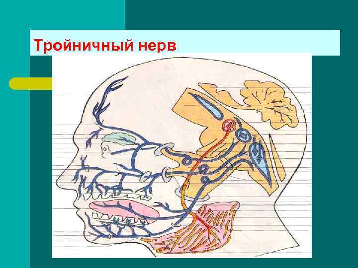 Вернечелюстной нерв 1. - ganglion trigeminale 2. - Вернечелюстной нерв 1. - ganglion trigeminale 2. -