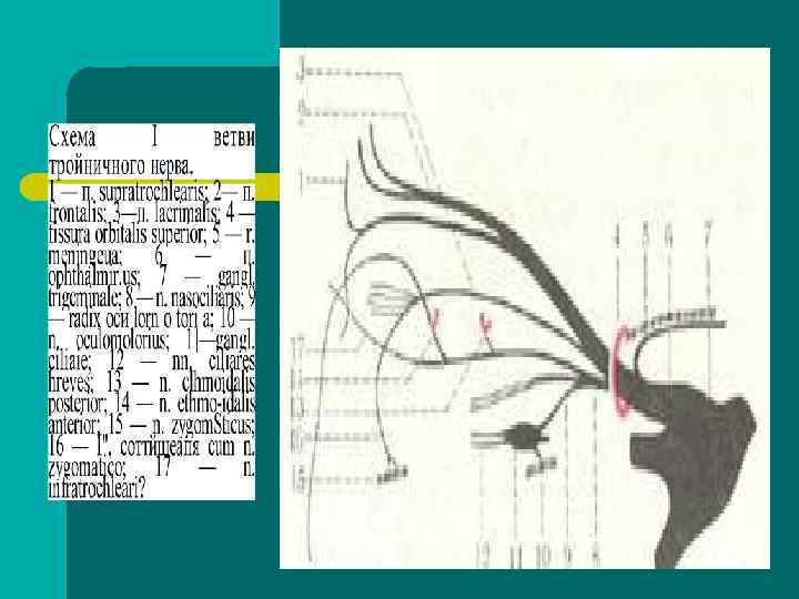 1. 2. - radix sensoria - radix motoria 1. 2. - radix sensoria - radix motoria