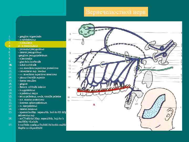 Иннервация зубов и десён Иннервация зубов и десён