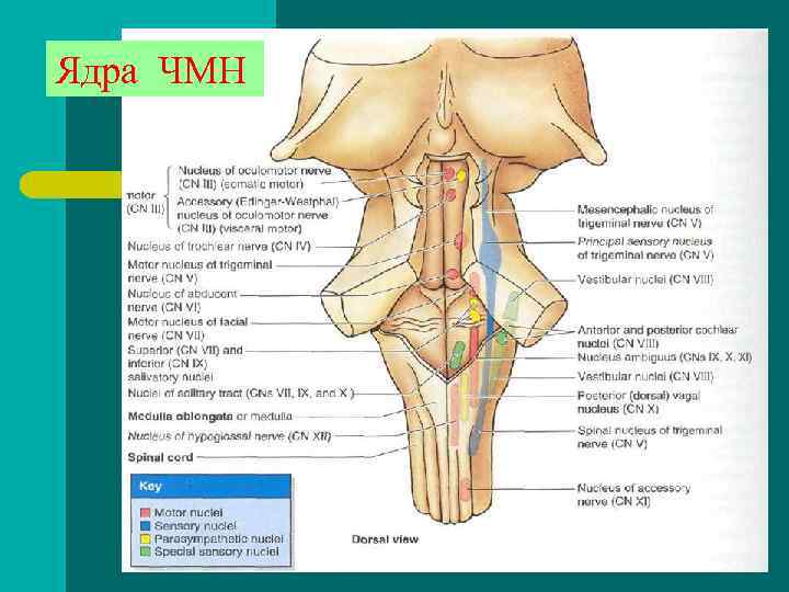 Ядра ЧМН Ядра ЧМН