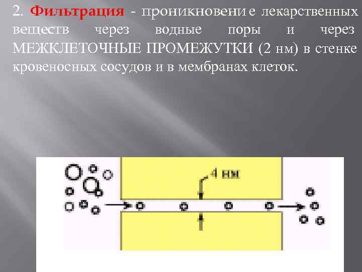 2. Фильтрация - проникновени е лекарственных веществ через водные поры и через МЕЖКЛЕТОЧНЫЕ ПРОМЕЖУТКИ