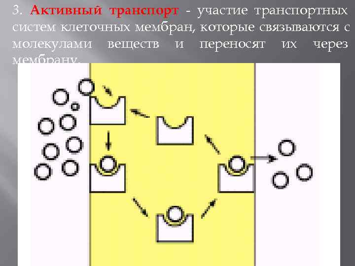 3. Активный транспорт - участие транспортных систем клеточных мембран, которые связываются с молекулами веществ