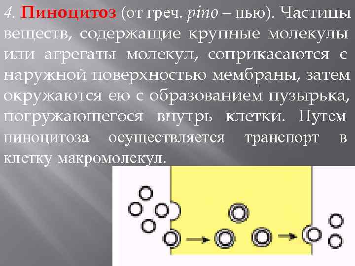 4. Пиноцитоз (от греч. pino – пью). Частицы веществ, содержащие крупные молекулы или агрегаты