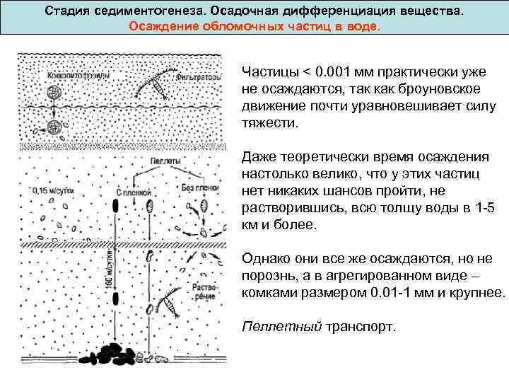 Стадия седиментогенеза. Осадочная дифференциация вещества. Осаждение обломочных частиц в воде. Частицы < 0. 001