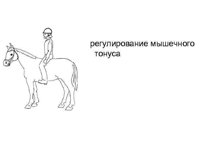 регулирование мышечного тонуса 