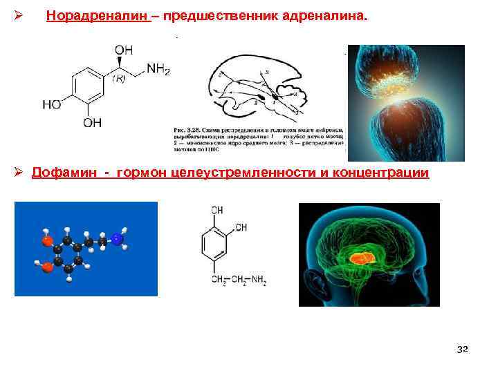 Ø Норадреналин – предшественник адреналина. Ø Дофамин - гормон целеустремленности и концентрации 32 