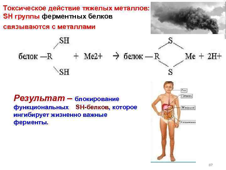 Токсическое действие тяжелых металлов: SH группы ферментных белков cвязываются с металлами Результат – блокирование