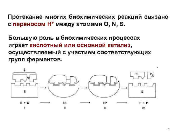 Протекание многих биохимических реакций связано с переносом H+ между атомами O, N, S. Большую