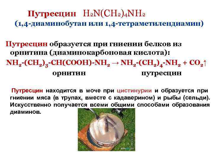  Путресцин H 2 N(CH 2)4 NH 2 (1, 4 -диаминобутан или 1, 4