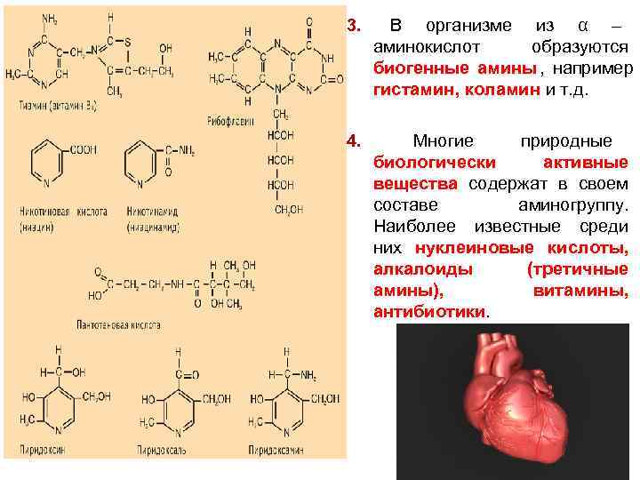 3. В организме из α – аминокислот образуются биогенные амины , например гистамин, коламин