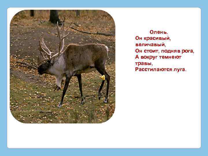  Олень. Он красивый, величавый, Он стоит, подняв рога, А вокруг темнеют травы, Расстилаются