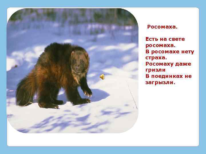 Росомаха. Есть на свете росомаха. В росомахе нету страха. Росомаху даже гризли В поединках