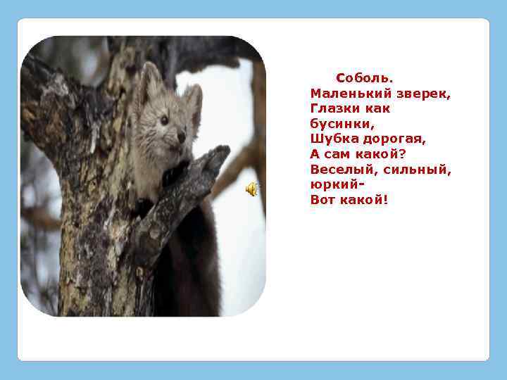  Соболь. Маленький зверек, Глазки как бусинки, Шубка дорогая, А сам какой? Веселый, сильный,