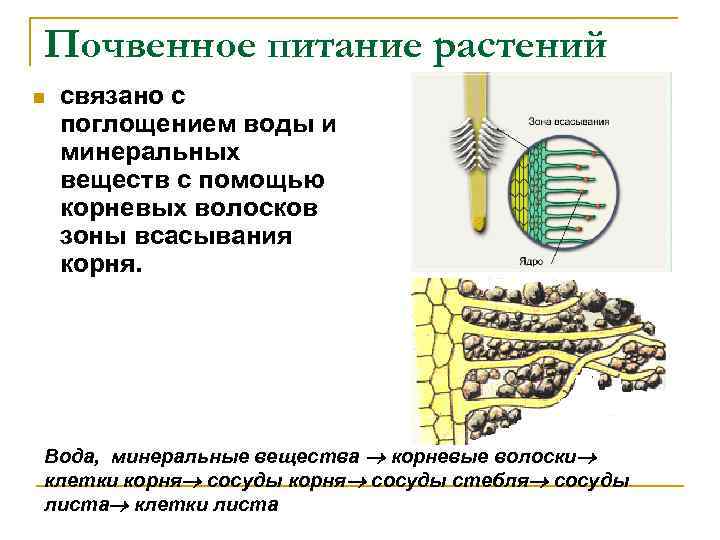  Почвенное питание растений n связано с поглощением воды и минеральных веществ с помощью