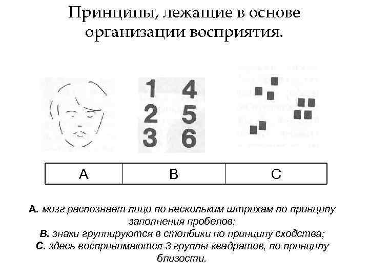   Принципы, лежащие в основе   организации восприятия.    А