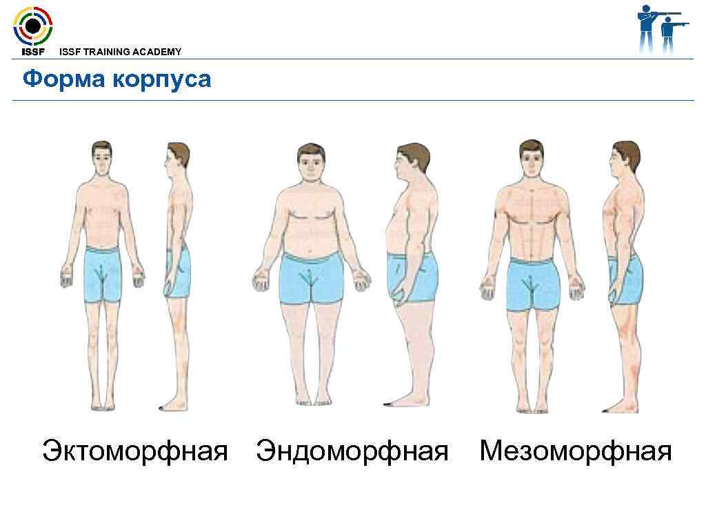  ISSF TRAINING ACADEMY Форма корпуса Эктоморфная Эндоморфная Мезоморфная 