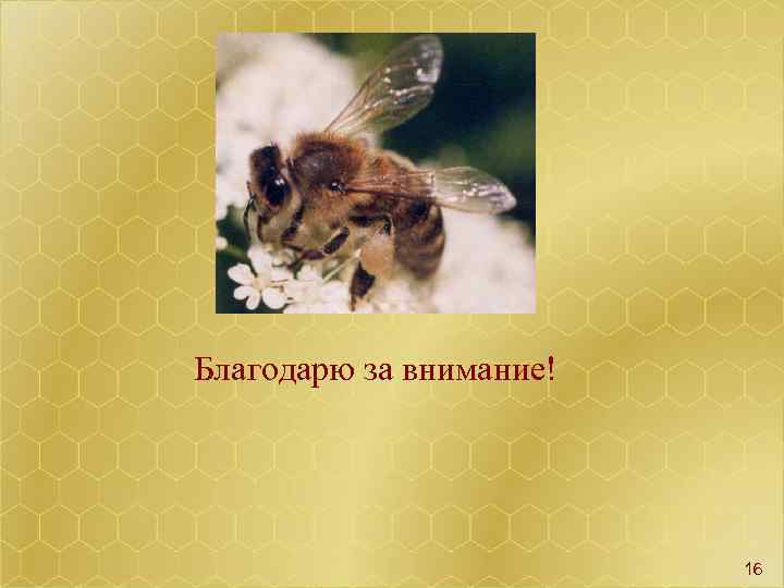  Благодарю за внимание! 16 