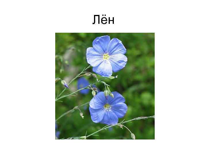 Лён 