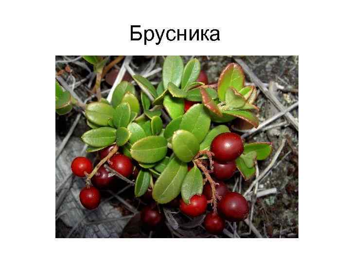 Брусника 