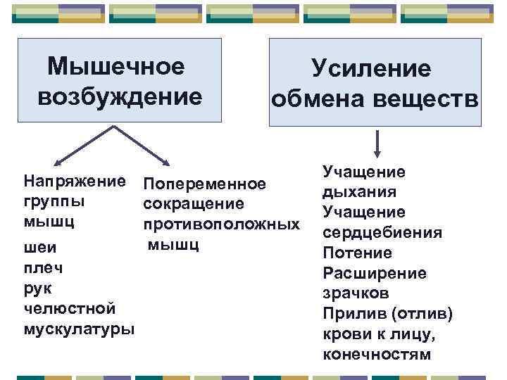 Мышечное возбуждение Усиление обмена веществ Напряжение Попеременное группы сокращение мышц противоположных мышц шеи плеч