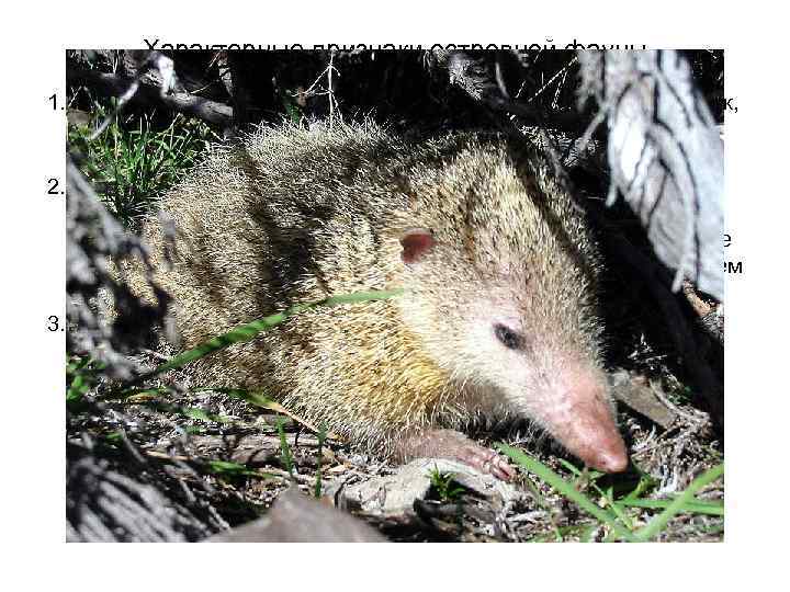 Характерные признаки островной фауны 1. Бедность и дефектность фауны – общий и характерный признак,