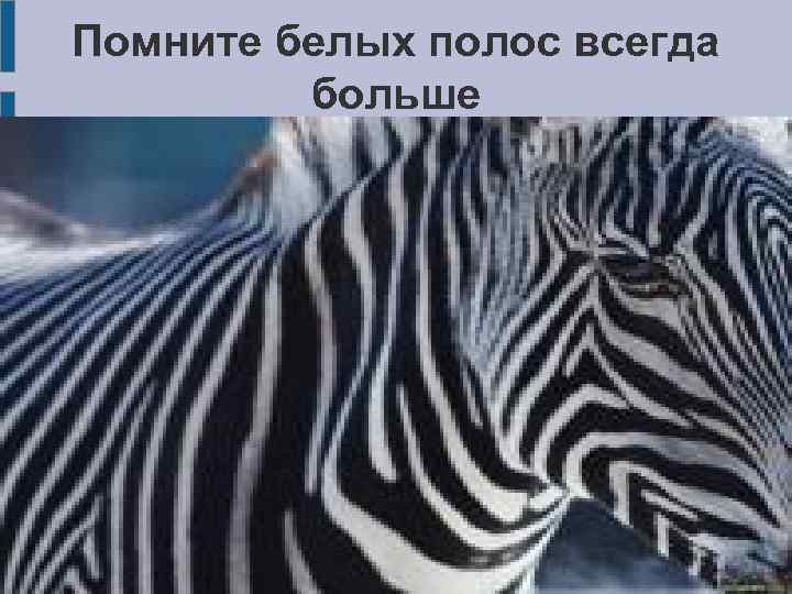 Помните белых полос всегда больше 