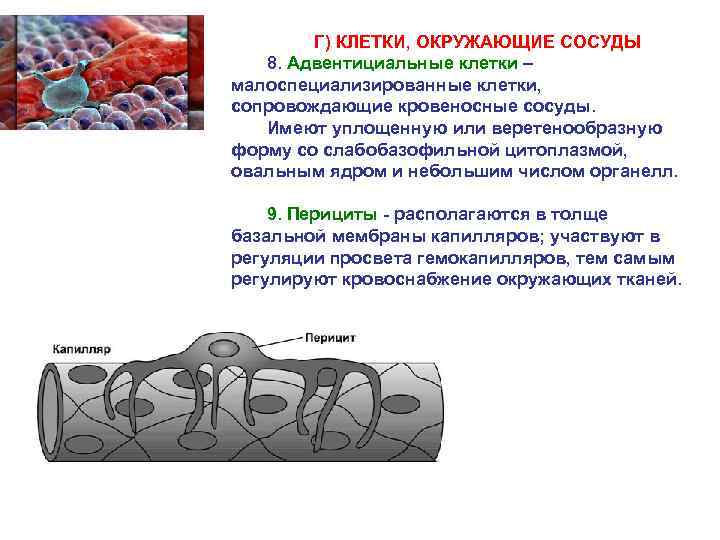 Г) КЛЕТКИ, ОКРУЖАЮЩИЕ СОСУДЫ 8. Адвентициальные клетки – малоспециализированные клетки, сопровождающие кровеносные сосуды. Имеют