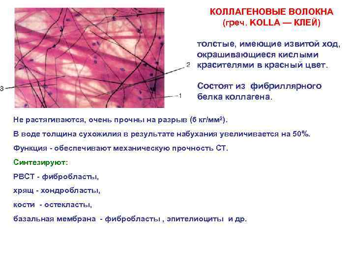 КОЛЛАГЕНОВЫЕ ВОЛОКНА (греч. KOLLA — КЛЕЙ) толстые, имеющие извитой ход, окрашивающиеся кислыми красителями в