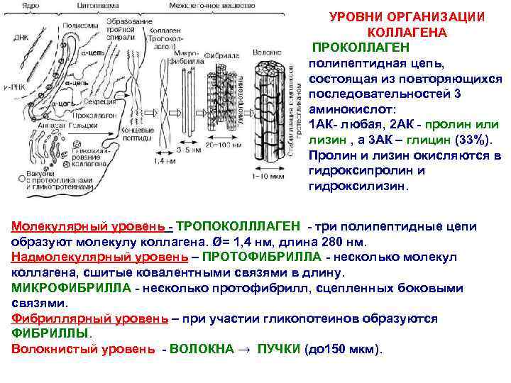 УРОВНИ ОРГАНИЗАЦИИ КОЛЛАГЕНА ПРОКОЛЛАГЕН полипептидная цепь, состоящая из повторяющихся последовательностей 3 аминокислот: 1 АК-