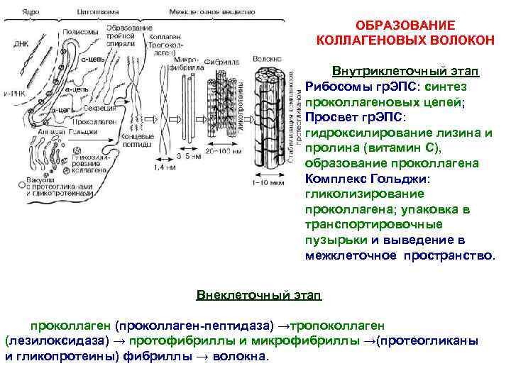 ОБРАЗОВАНИЕ КОЛЛАГЕНОВЫХ ВОЛОКОН Внутриклеточный этап Рибосомы гр. ЭПС: синтез проколлагеновых цепей; Просвет гр. ЭПС: