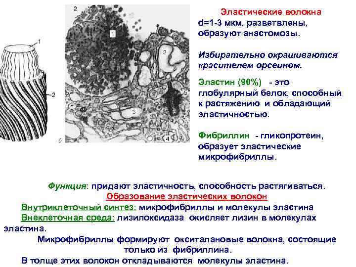 Эластические волокна d=1 -3 мкм, разветвлены, образуют анастомозы. Избирательно окрашиваются красителем орсеином. Эластин (90%)