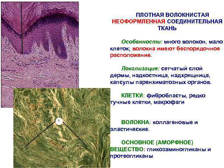 Волокнистая соединительная ткань картинки