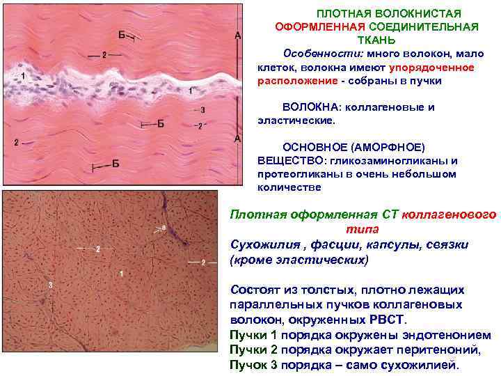 Соединительная ткань в копрограмме фото