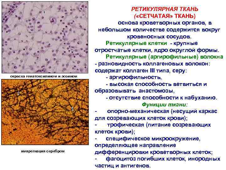 окраска гематоксилином и эозином импрегнация серебром РЕТИКУЛЯРНАЯ ТКАНЬ ( «СЕТЧАТАЯ» ТКАНЬ) основа кроветворных органов,