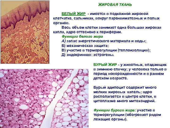 Жировая ткань человека фото