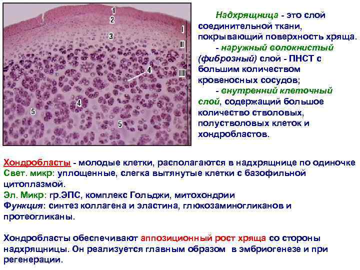 Надхрящница - это слой соединительной ткани, покрывающий поверхность хряща. - наружный волокнистый (фиброзный) слой