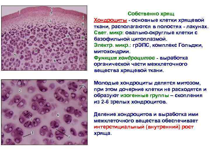 Собственно хрящ Хондроциты - основные клетки хрящевой ткани, располагаются в полостях - лакунах. Свет.