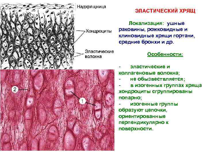 ЭЛАСТИЧЕСКИЙ ХРЯЩ Локализация: ушные раковины, рожковидные и клиновидные хрящи гортани, средние бронхи и др.