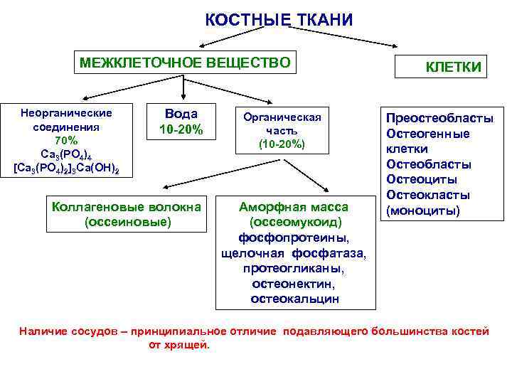КОСТНЫЕ ТКАНИ МЕЖКЛЕТОЧНОЕ ВЕЩЕСТВО Неорганические соединения 70% Са 3(РО 4)4 [Са 3(РО 4)2]3 Са(ОН)2